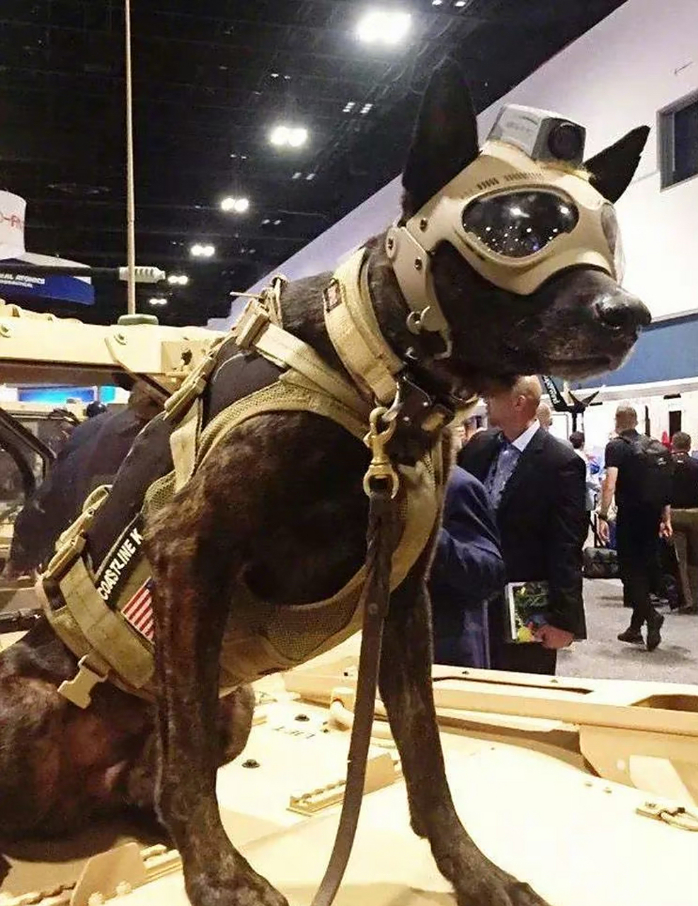 美国的k-9战术狗头盔,这种头盔使用高强度材料制作,可以保护狗狗们的