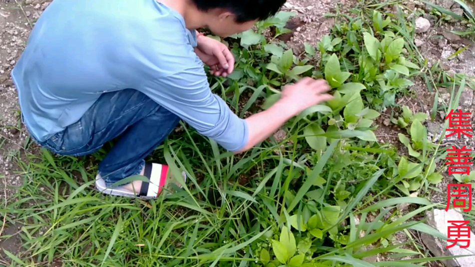 集善周勇:浙江和贵州山林没有区别,都有同样的药材,太多了