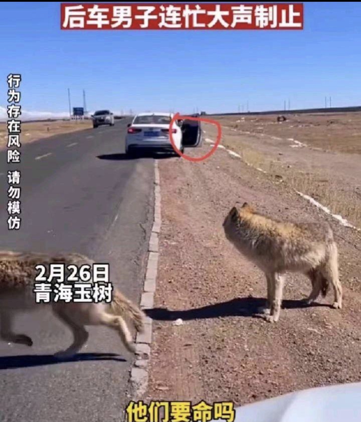 自驾游偶遇两条狗 女子下车拍照被喊话这是狼啊不是二哈啊
