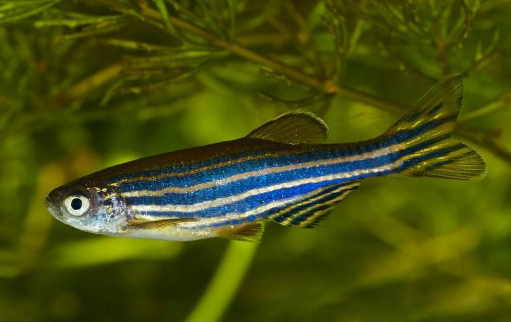 斑马鱼(学名:danio rerio)是鲤科,鲐属的鱼类.