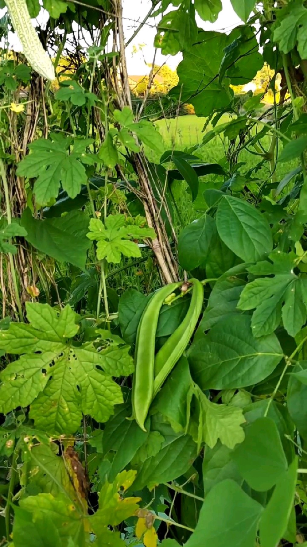 長得像一把刀的蔬菜本地人叫刀刀