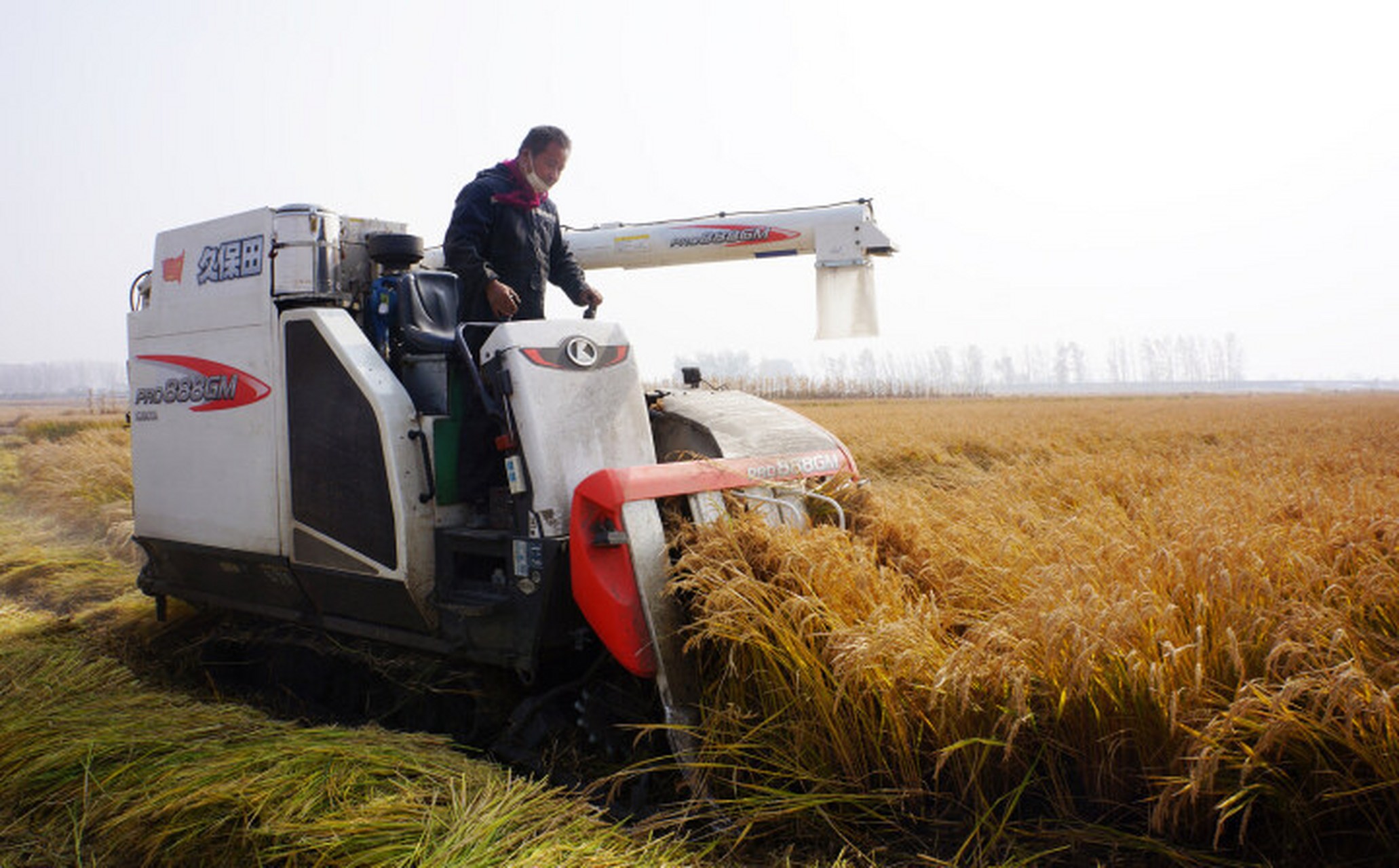 贯彻二十大辽宁在行动# #美好辽宁欢迎您# 水稻收割丰收忙