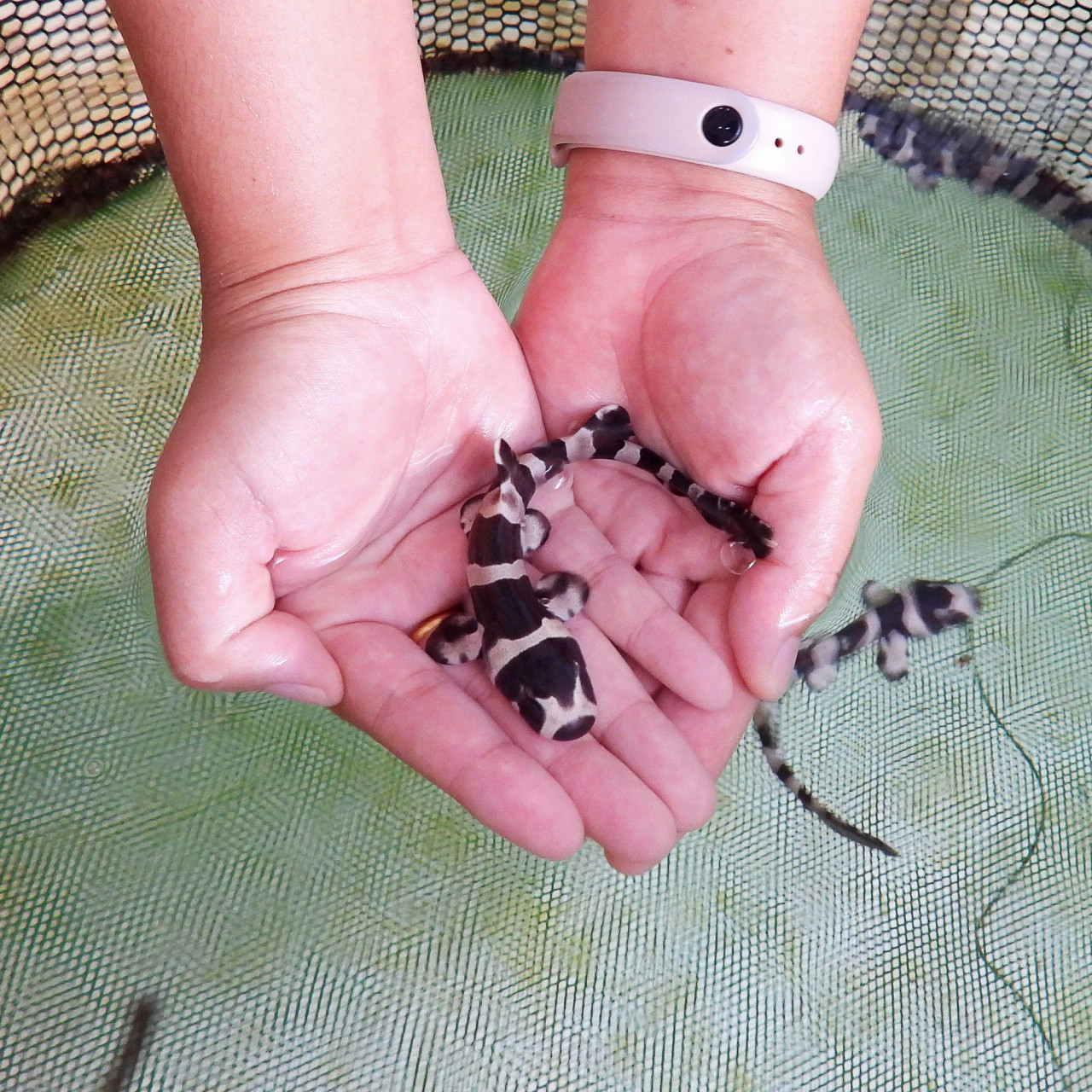 泰国点纹斑竹鲨幼苗放生 一尾幼年点纹斑竹鲨(brownbanded bamboo
