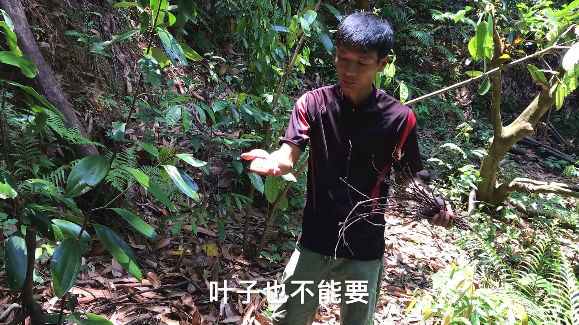 农村三大经济树之一肉桂树,除剥桂皮外,这个也能为农民增加收入