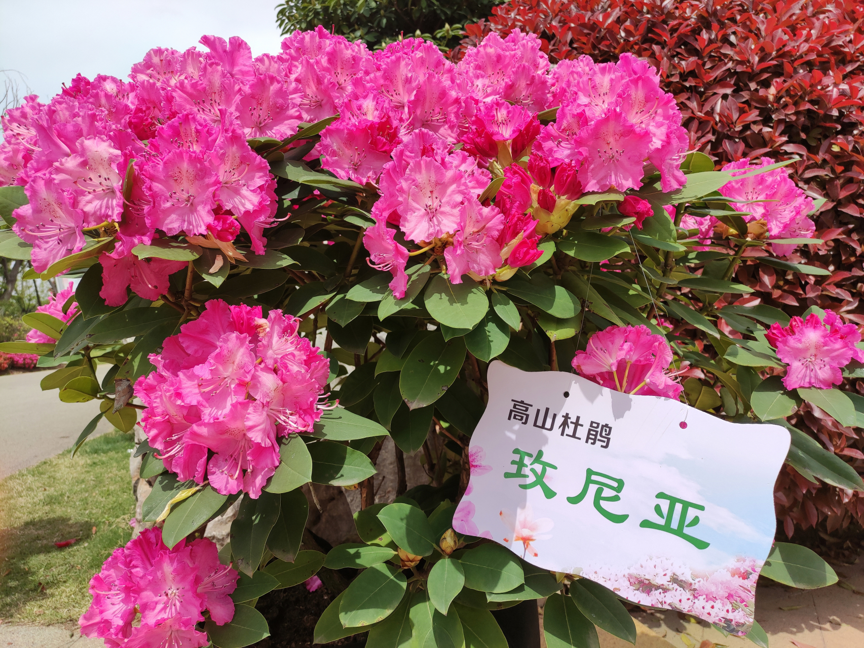 日照杜鹃花博览园