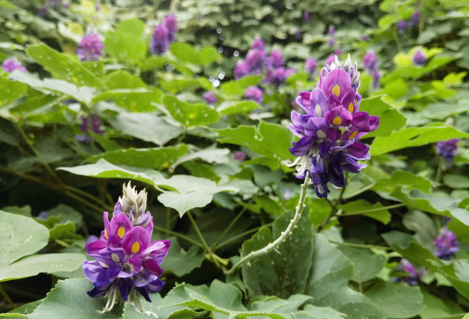 秋分时节,漫山的野葛藤开出让人惊艳的花儿.