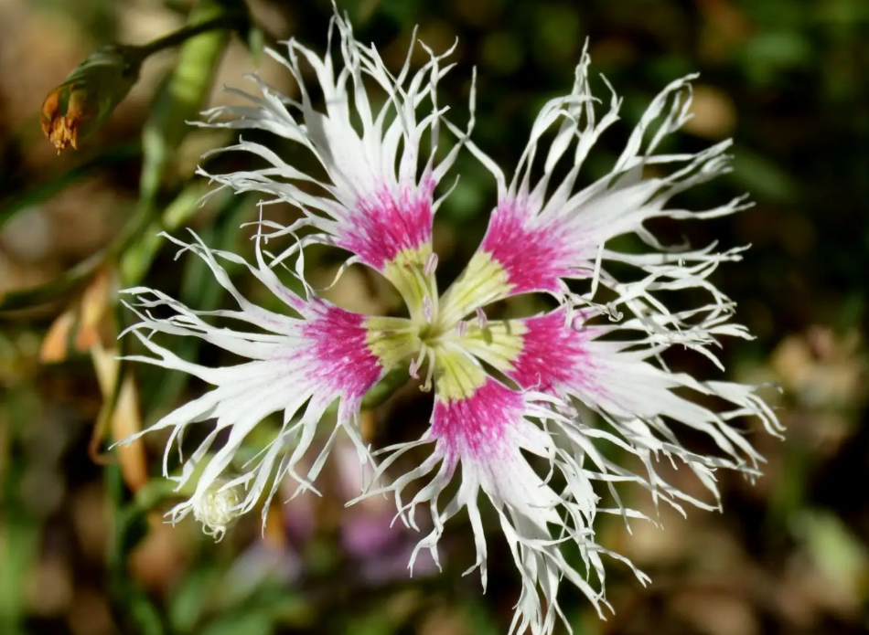 曲蔓地是什么花?