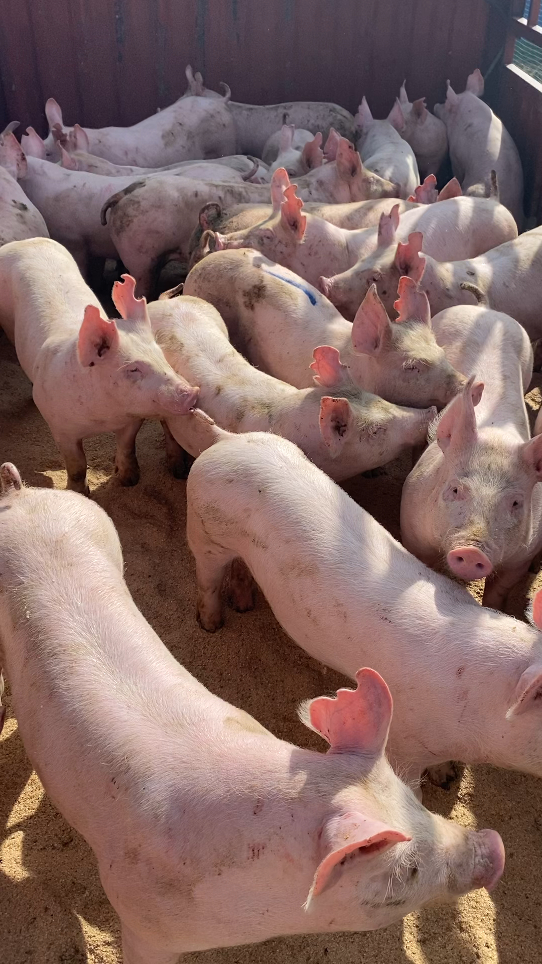 纯种新美系原种大约克母猪看看这品种和体型怎么样