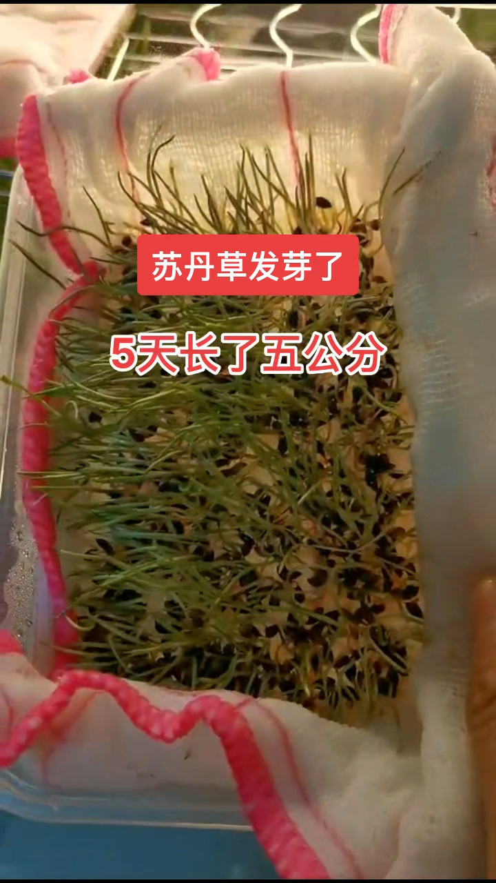 养鱼青饲料苏丹草一年多次收割种子发芽率高5天竟长了五公分