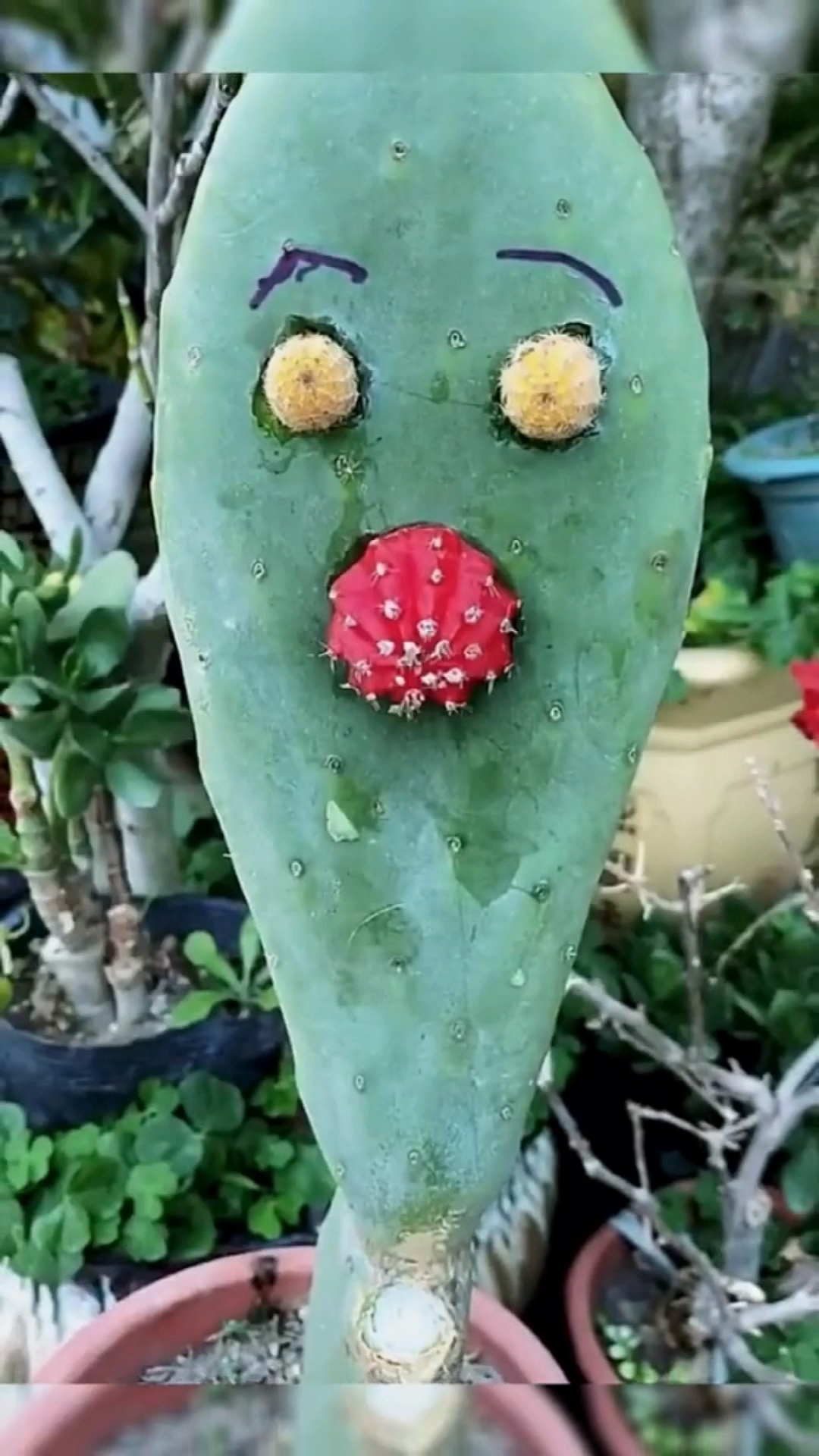 仙人掌嫁接仙人球技巧