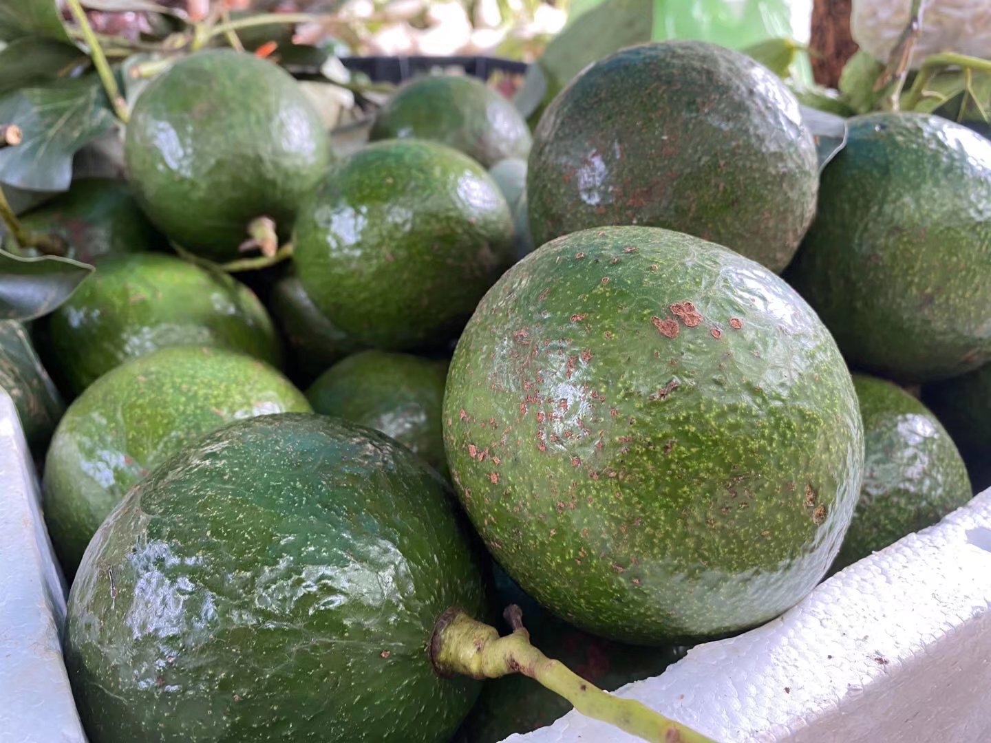 柬埔寨的牛油果