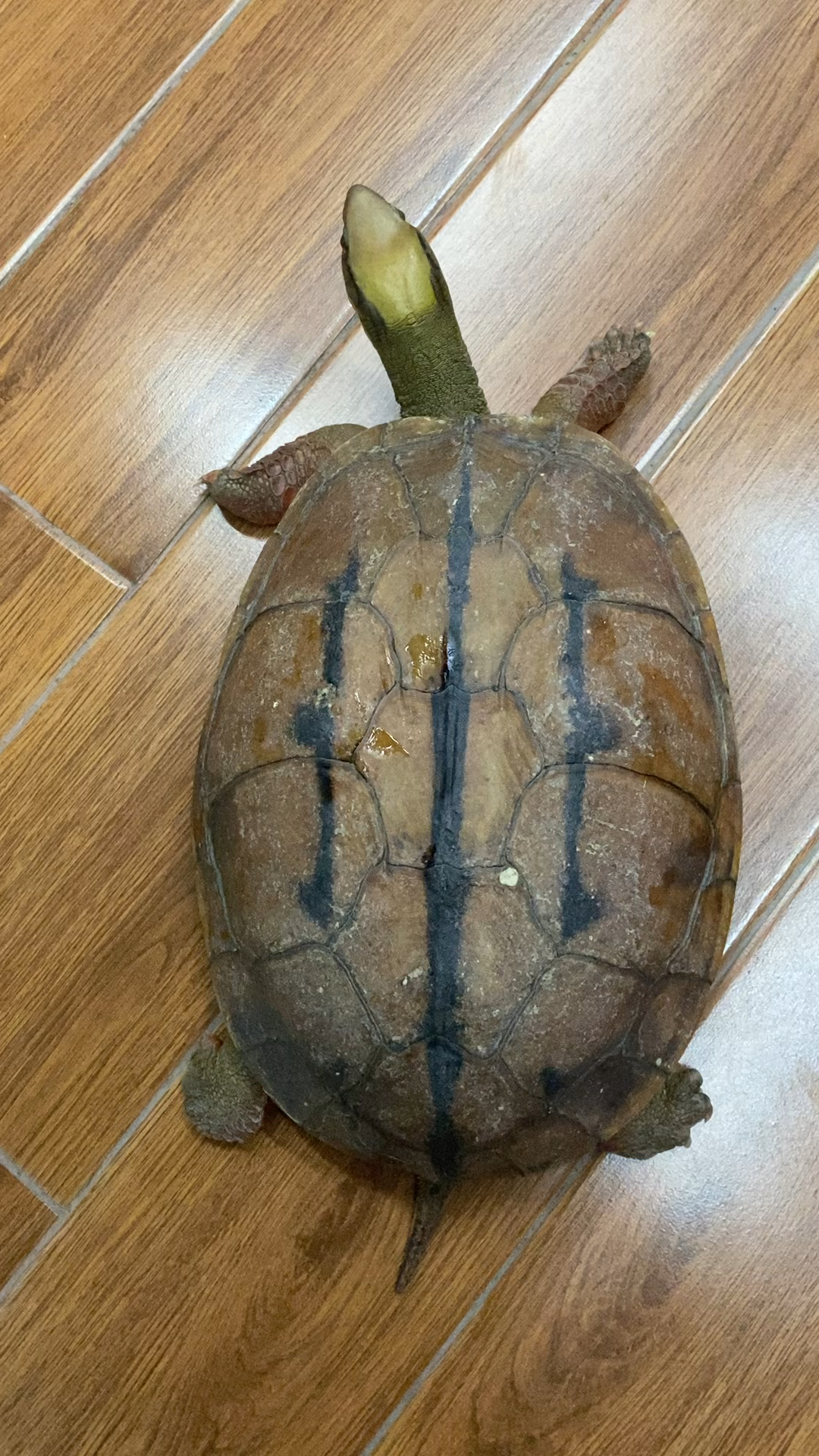 我家几十年的海南种金钱龟