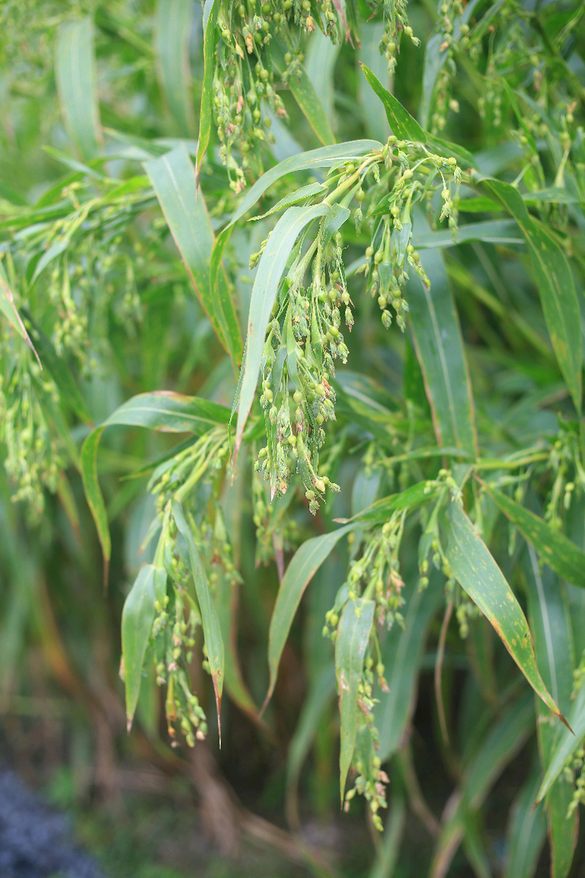 薏仁原植物图片图片