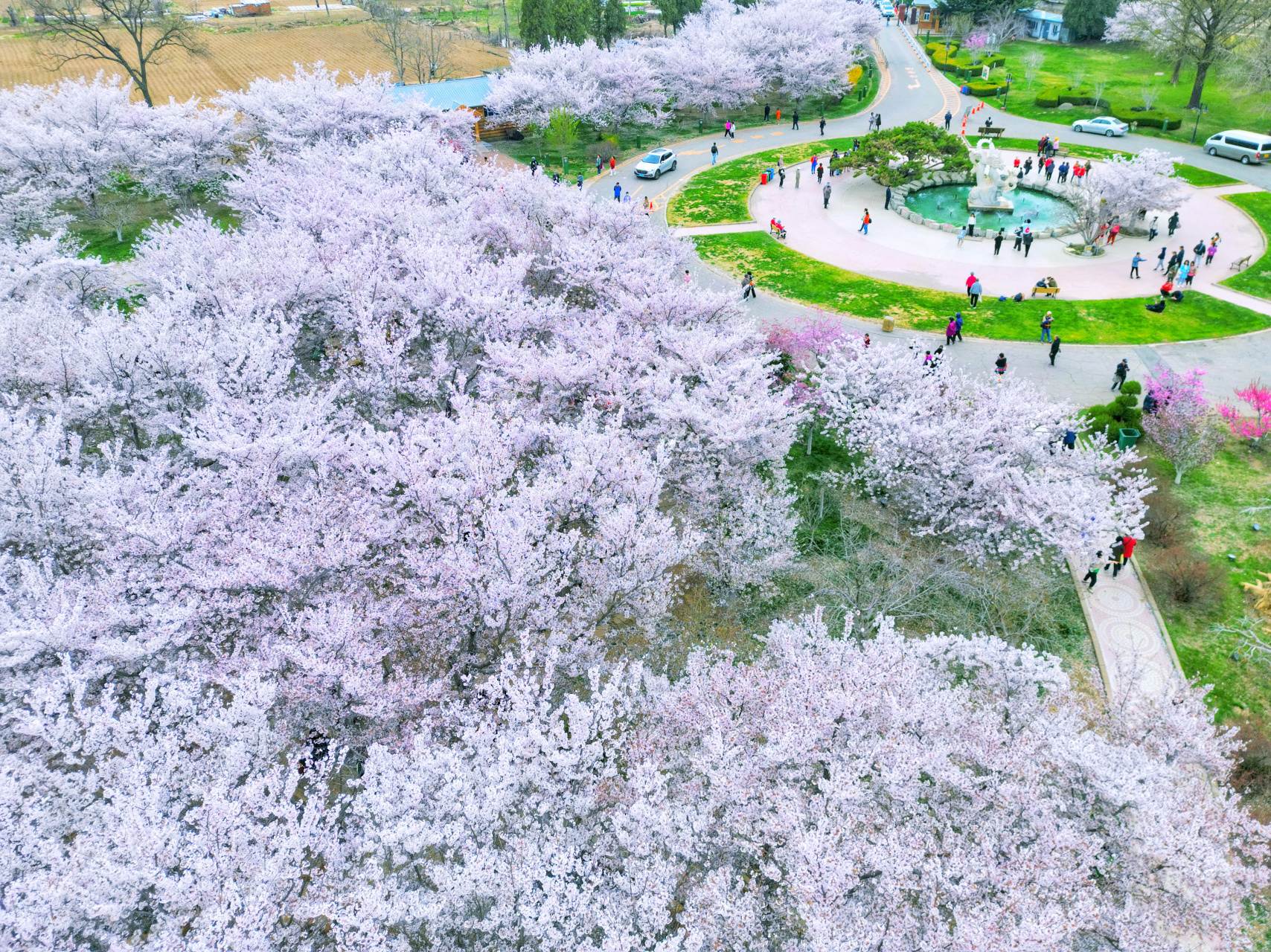 航拍大连龙王塘樱花园,最美樱花观赏地之一,空中俯瞰太美了,看看怎么