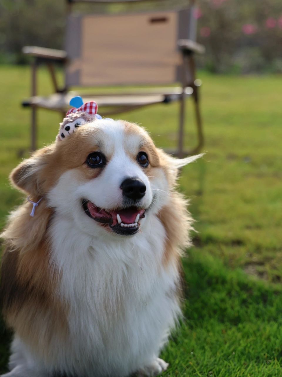 狗狗开心的把耳朵藏起来了[比心][比心][比心]