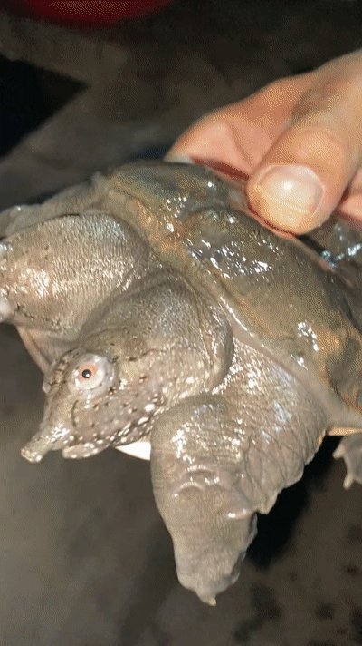 男子夜钓遇奇怪的甲鱼,两个头4个眼睛,网友:神鳖,千万别吃