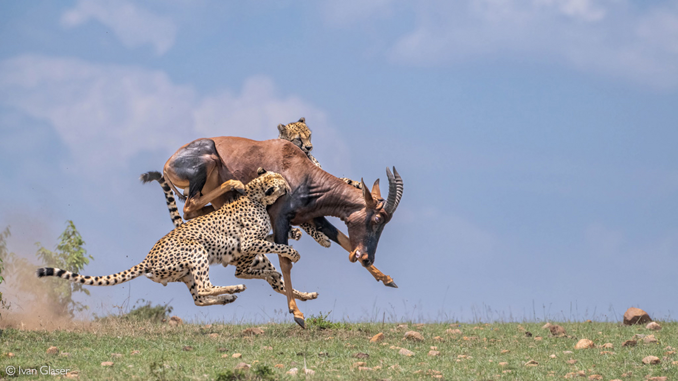 猎豹捕猎大羚羊显得那么的惊心动魄,大羚羊的体型大小与猎豹差不多,单