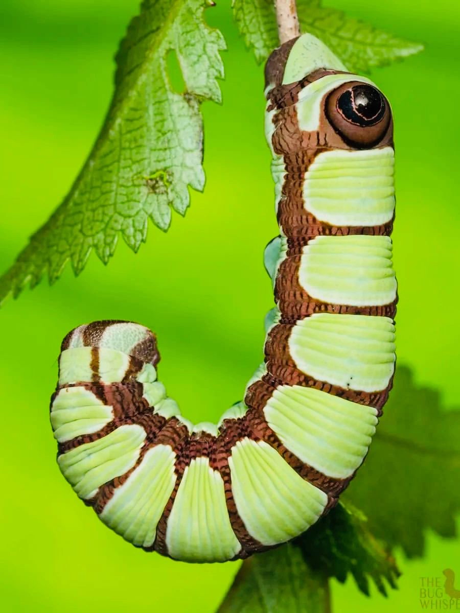 葡萄天蛾幼虫图片图片