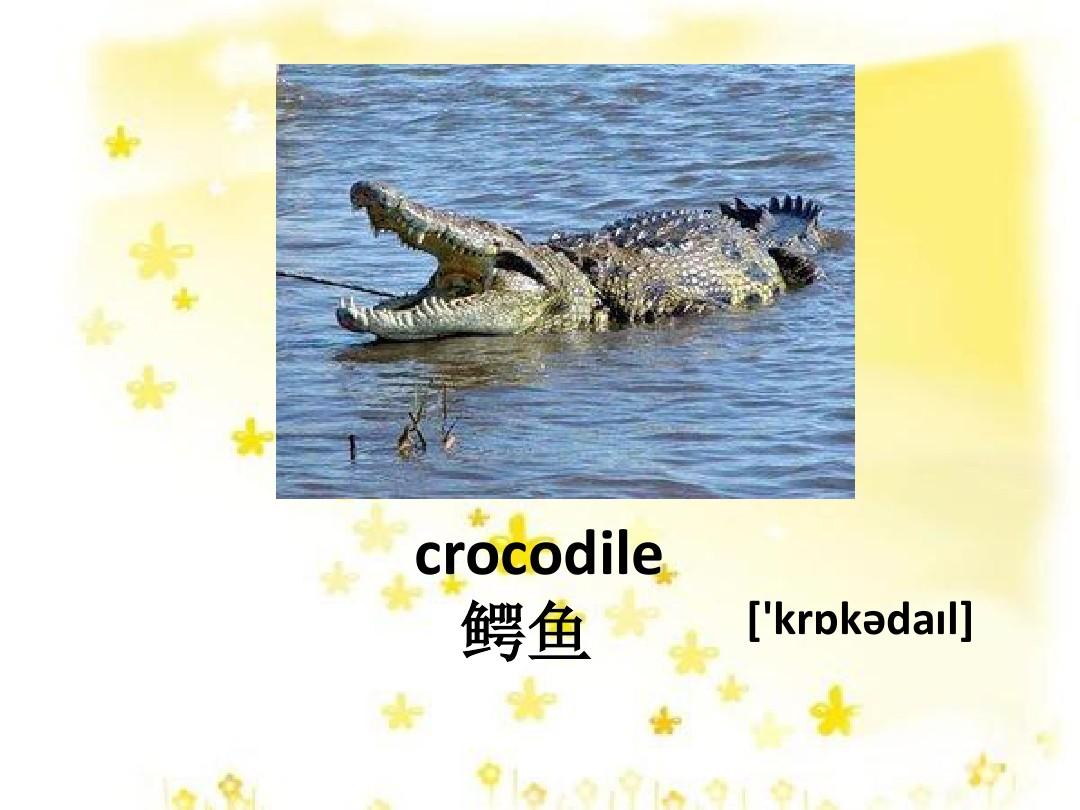 鳄鱼英语读音图片