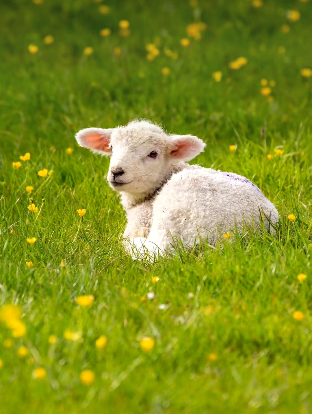 看这只可爱的小羊羔,吃饱了在晒太阳,好想抱着小羊