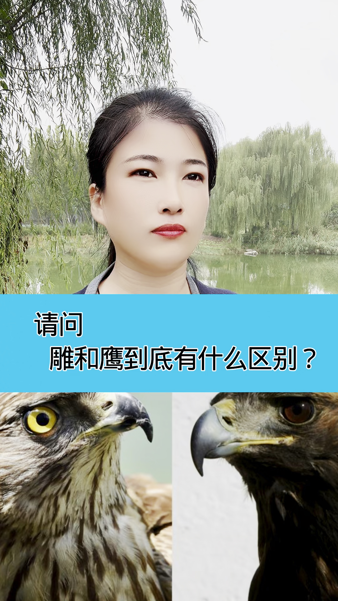 雕和鹰又什么区别?