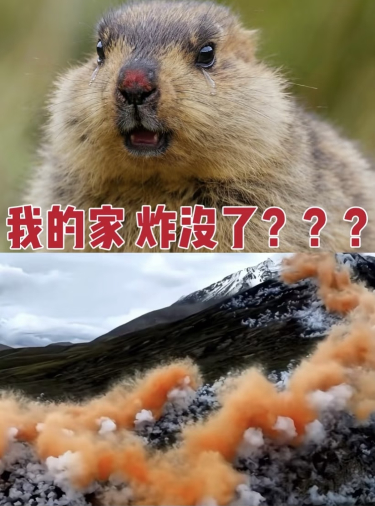 鼠兔能造成危害归根结底也是人类对环境对食物链的影响造成的
