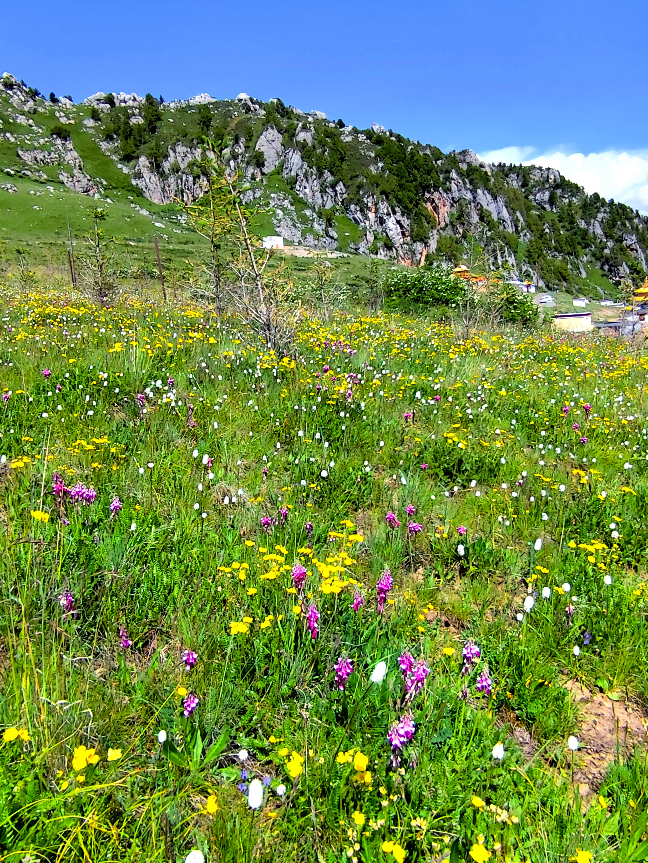 手机壁纸山坡野花石头野花山坡野花图片大全许多说不出名字的野花图片