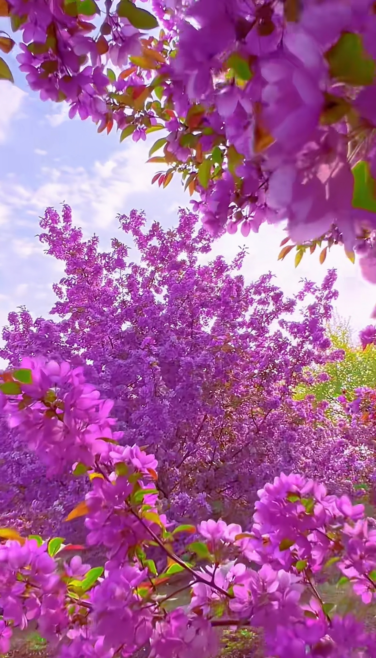 以下是一些常见紫色花卉及其花语: