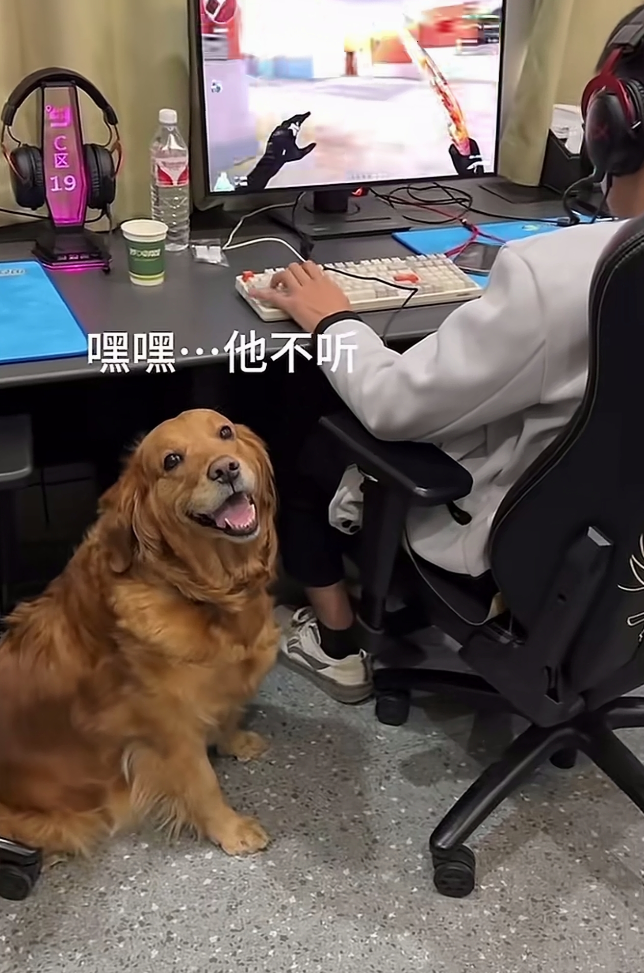 这个确实有点难为狗狗啦[左捂脸][左捂脸]