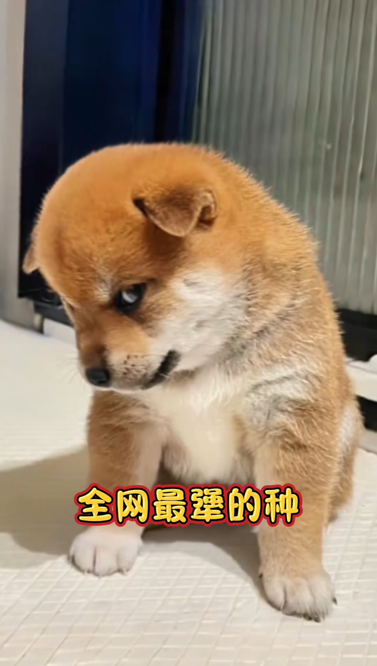 小狗也有犟脾气, 满脸不服斜视你. 我行我素我不怕, 你能把我怎么的?