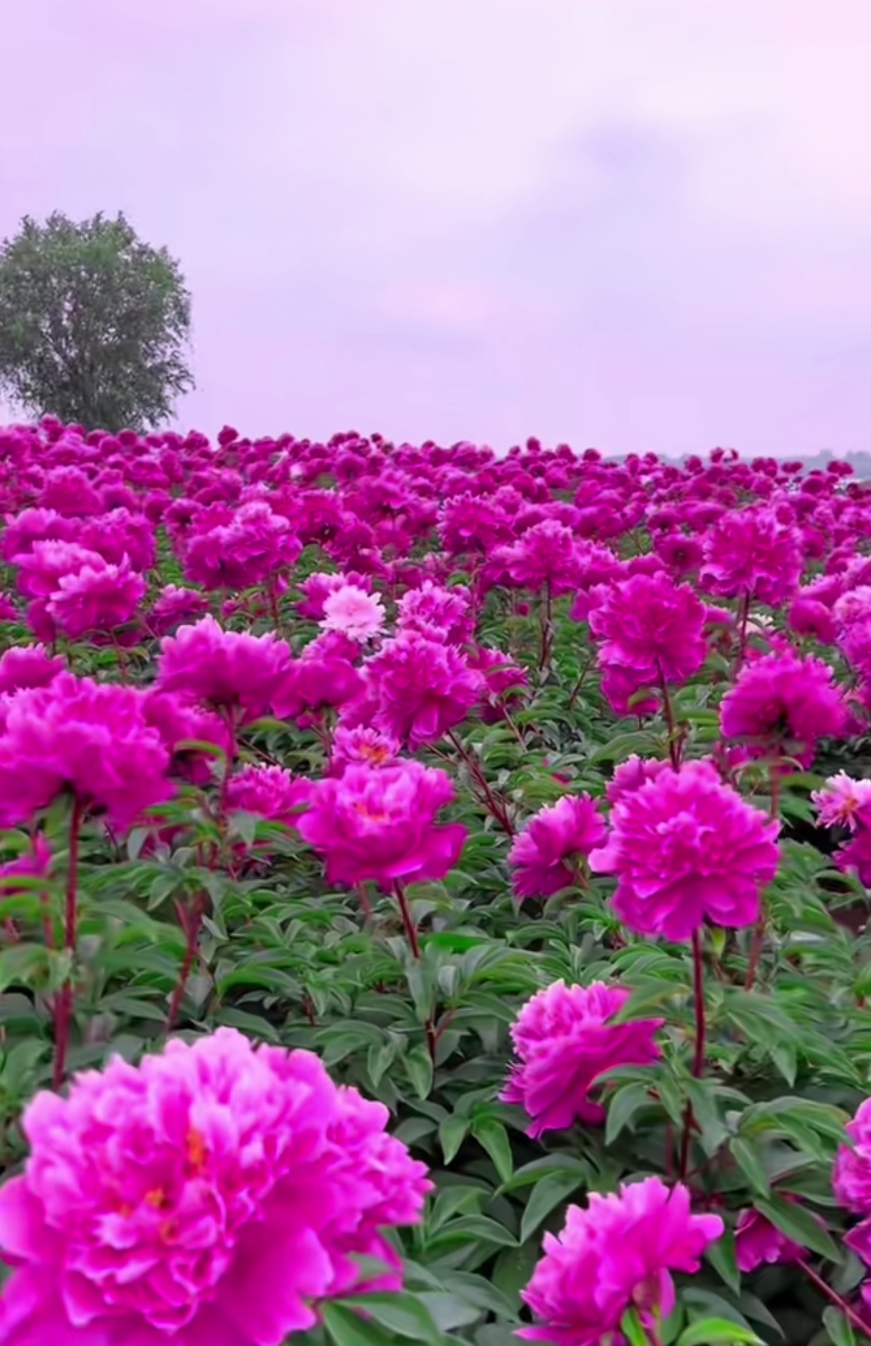 芍药花海,姹紫嫣红,鲜艳无比 一片欣欣向荣,好想身临其境,感受一下花
