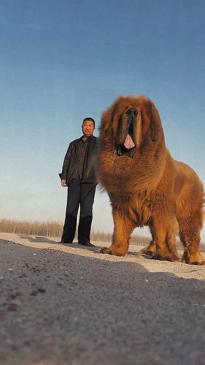 它是体重200多斤的藏獒呀?