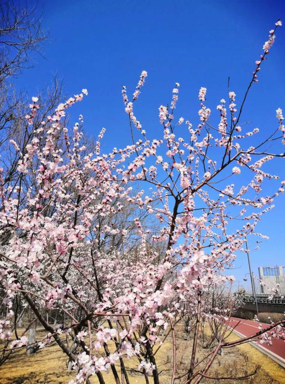 上午春光明媚,骑行在汾河公园滨东自行车道内,路边的桃花,杏花已然