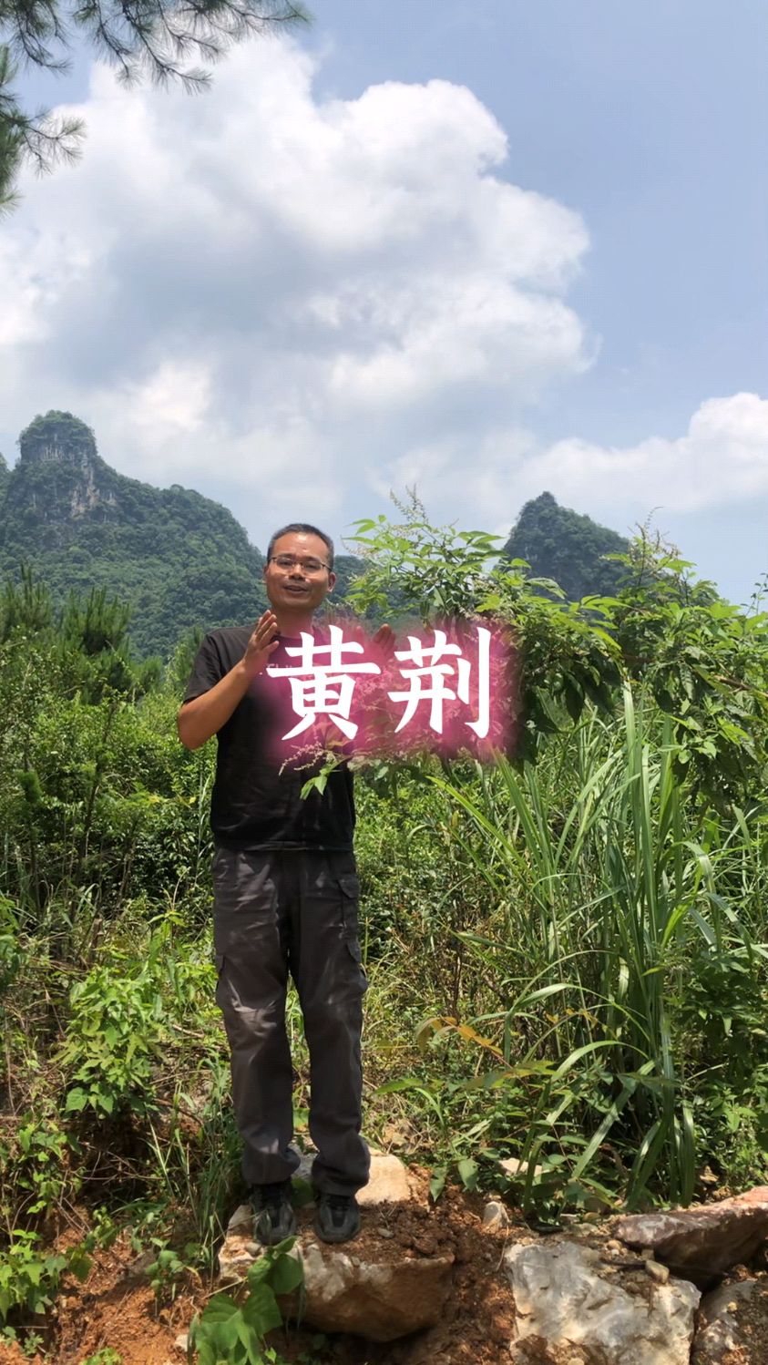 黄荆条下出好人的黄荆有哪些用途
