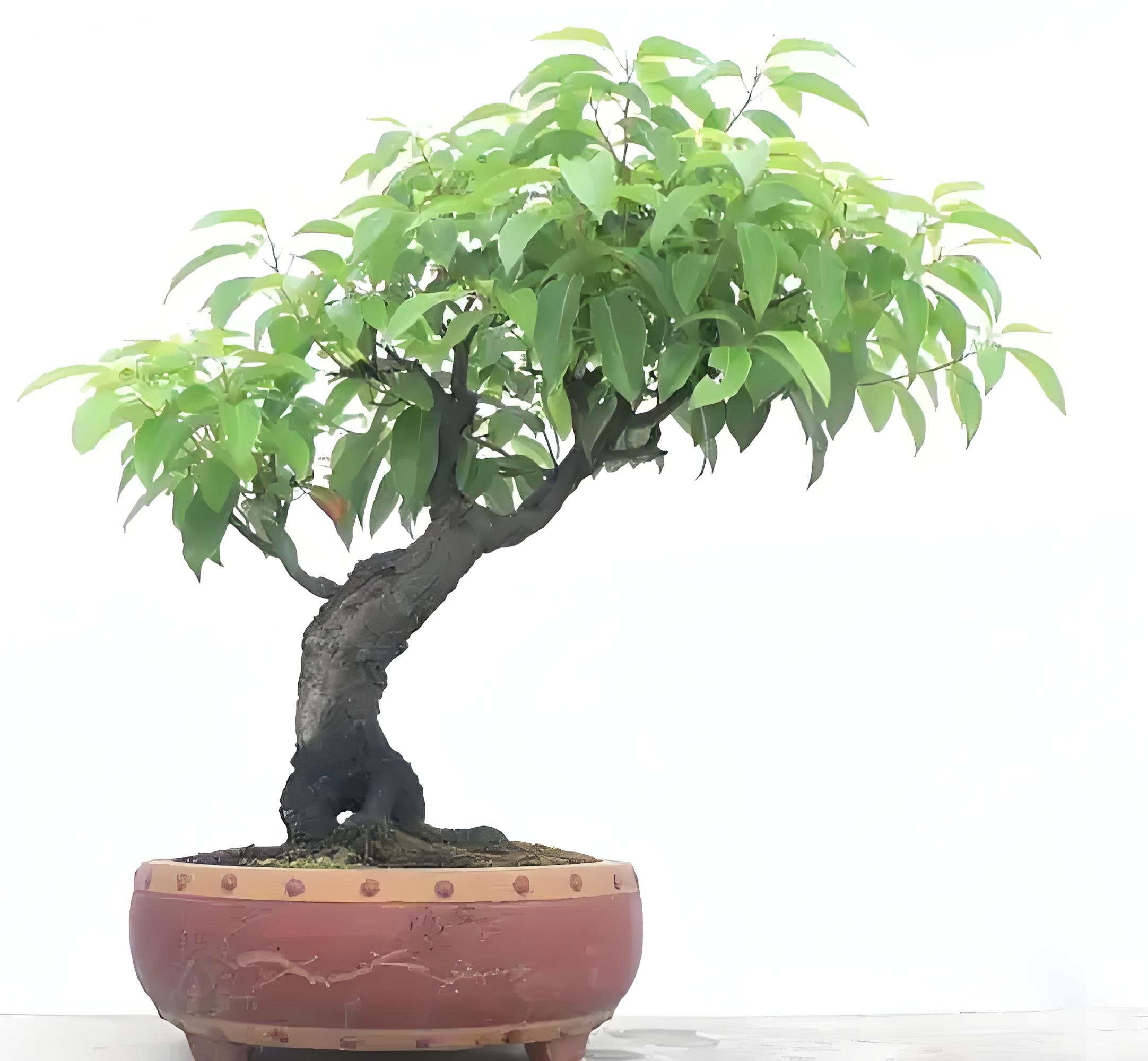 静谧午后,阳光透过窗棂,轻拂香樟盆景的翠绿