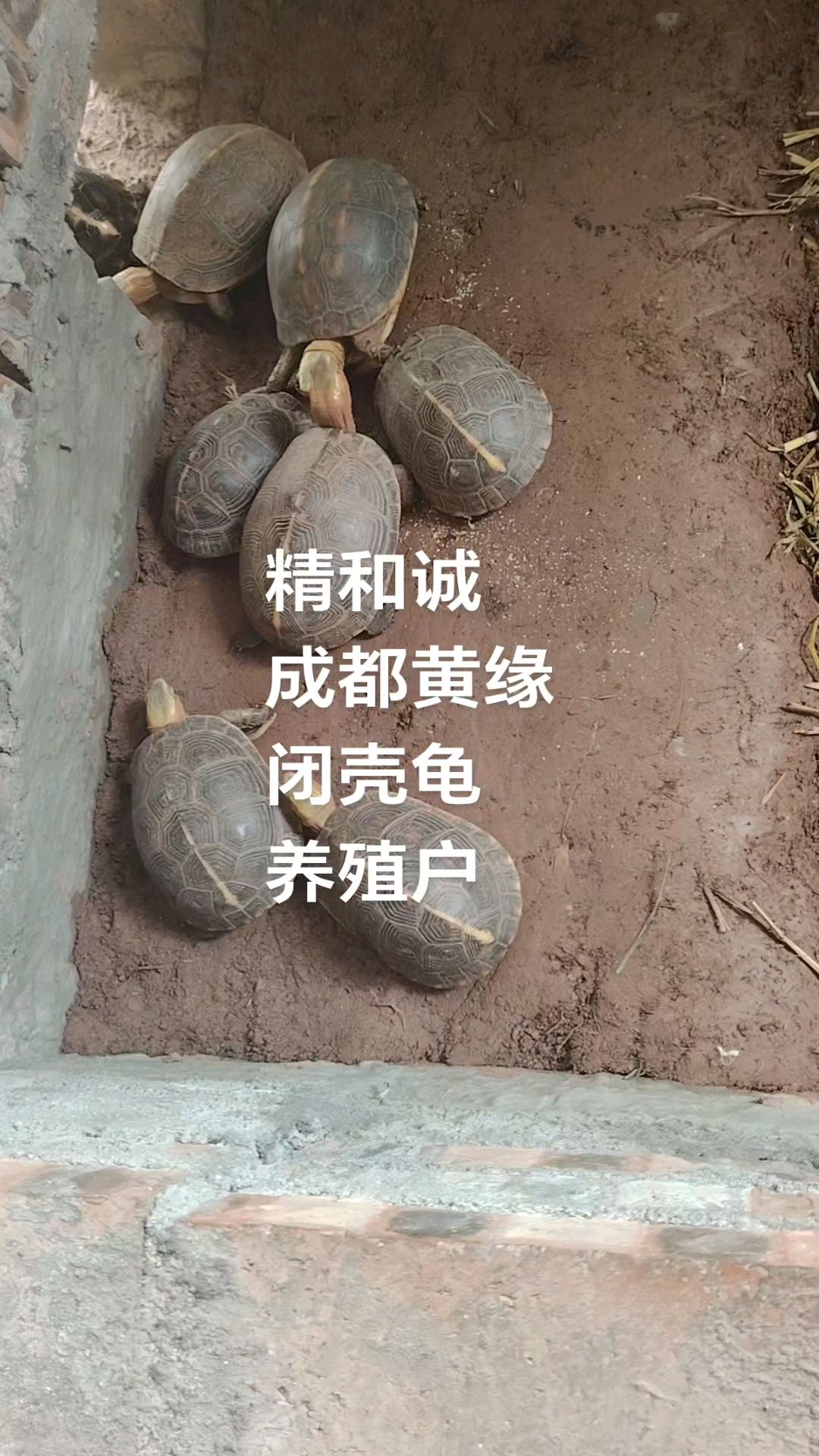 极品高背皖南黄缘种龟
