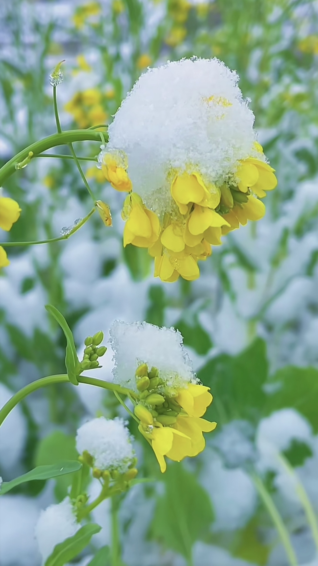 冬日花朵# 在那银装素裹的田野之上, 黄色的菜花在雪中昂扬