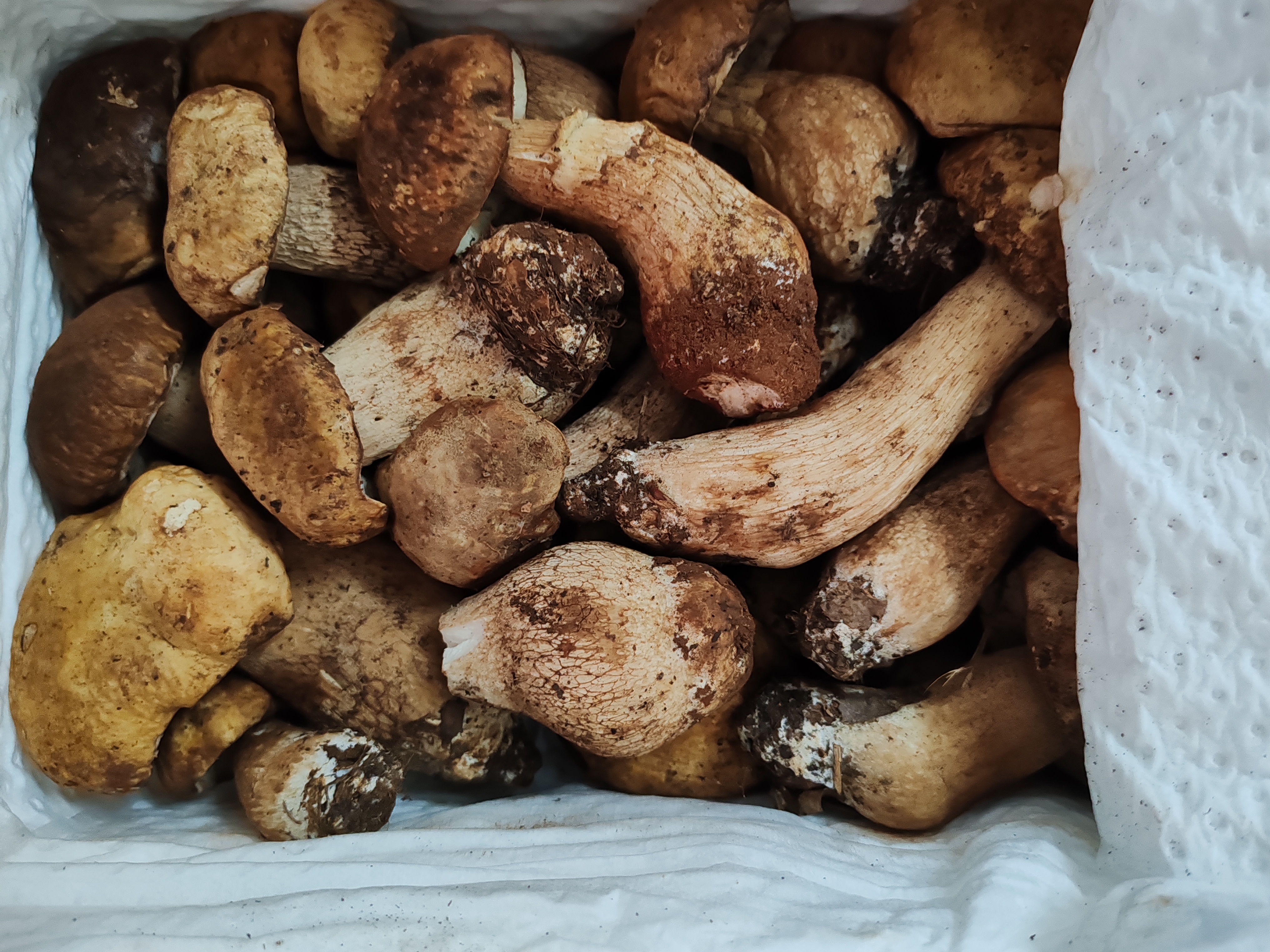 到了这个时候,荞粑粑菌又开始全面出现,大行其道了