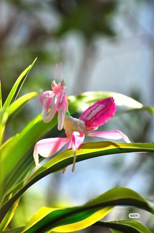 兰花螳螂是螳螂目昆虫中最漂亮,最抢眼的成员,是世界上进化得最完美