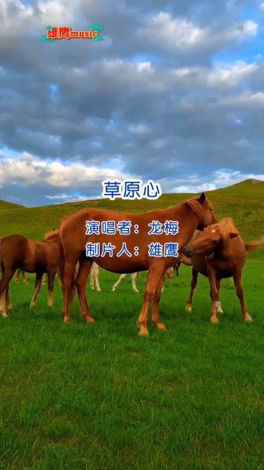 一首龙梅演唱的歌曲《草原心》歌声甜美,太好听了