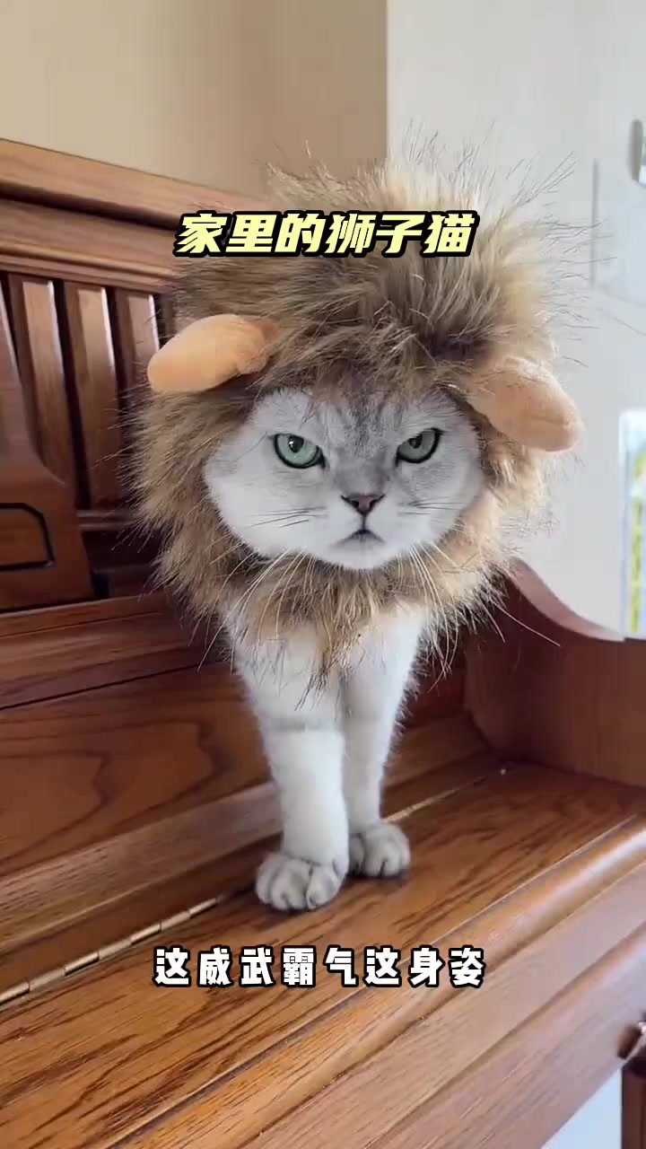 家里的狮子猫
