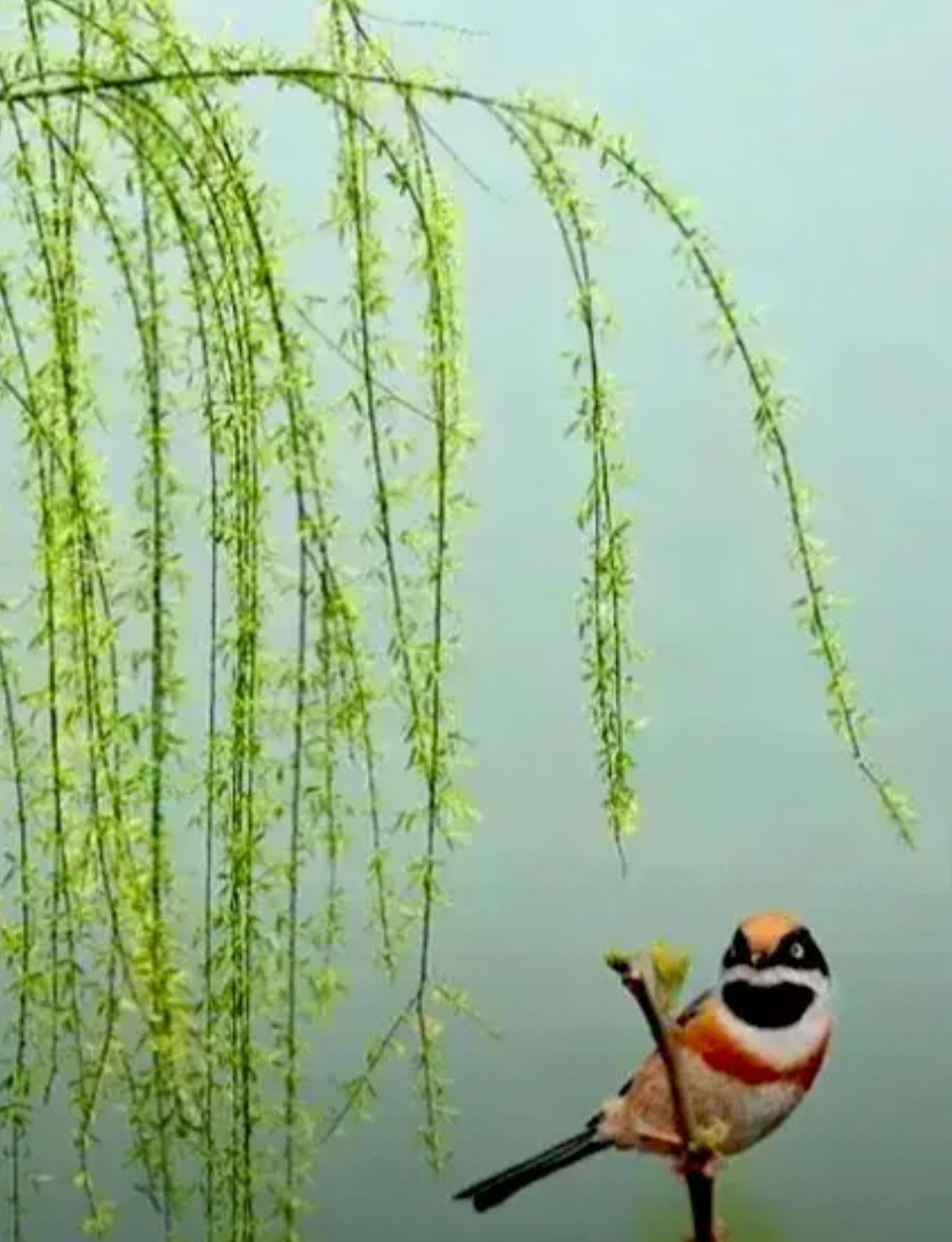 七律 春韵 一夜东风景变迁, 桃梨朱白柳含烟