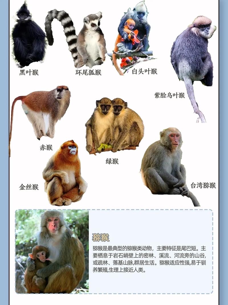 常见猴子图鉴 特点&分布 猕猴	黔金丝猴	棕头蜘蛛猴	眼镜猴	长鼻猴