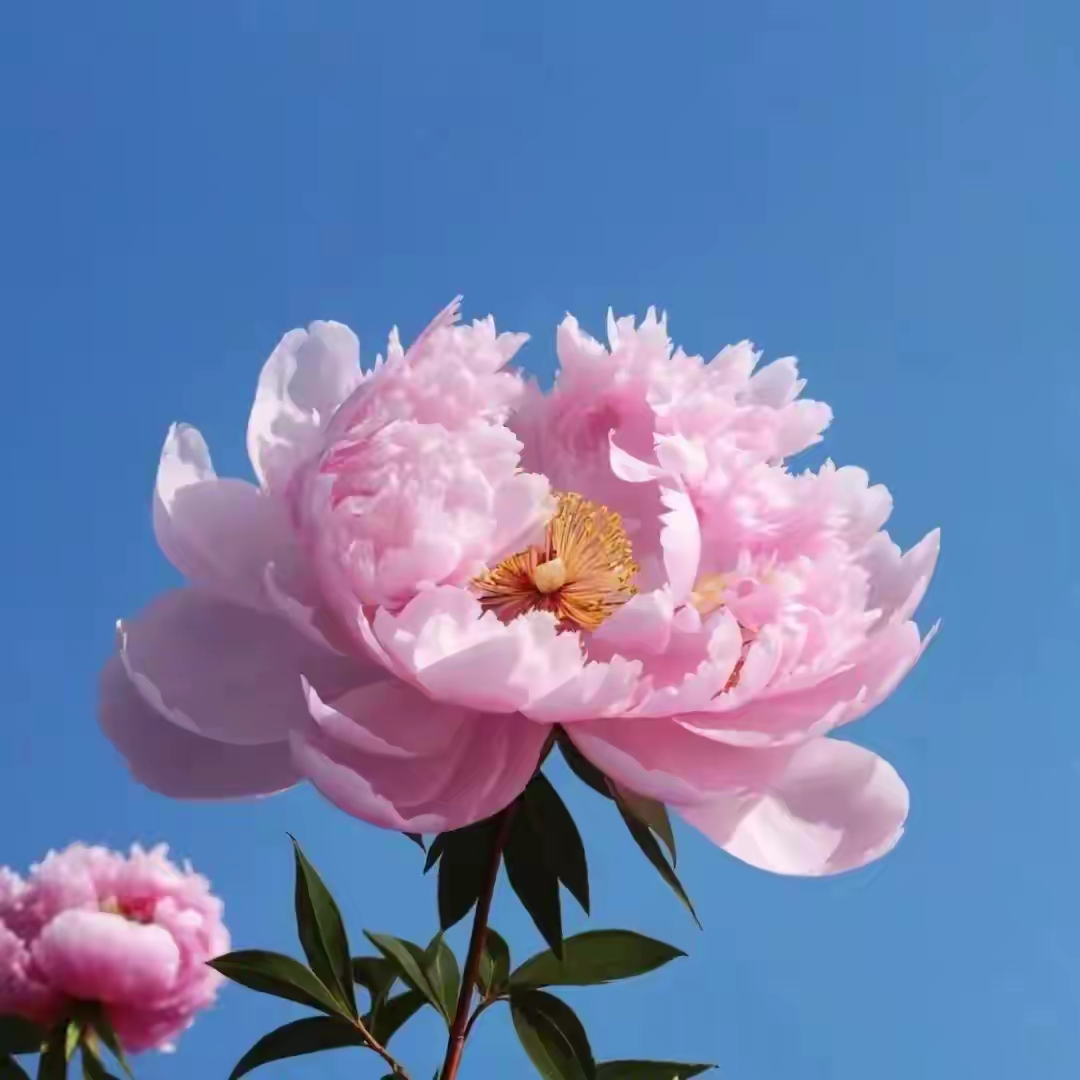 高能量鲜花头像