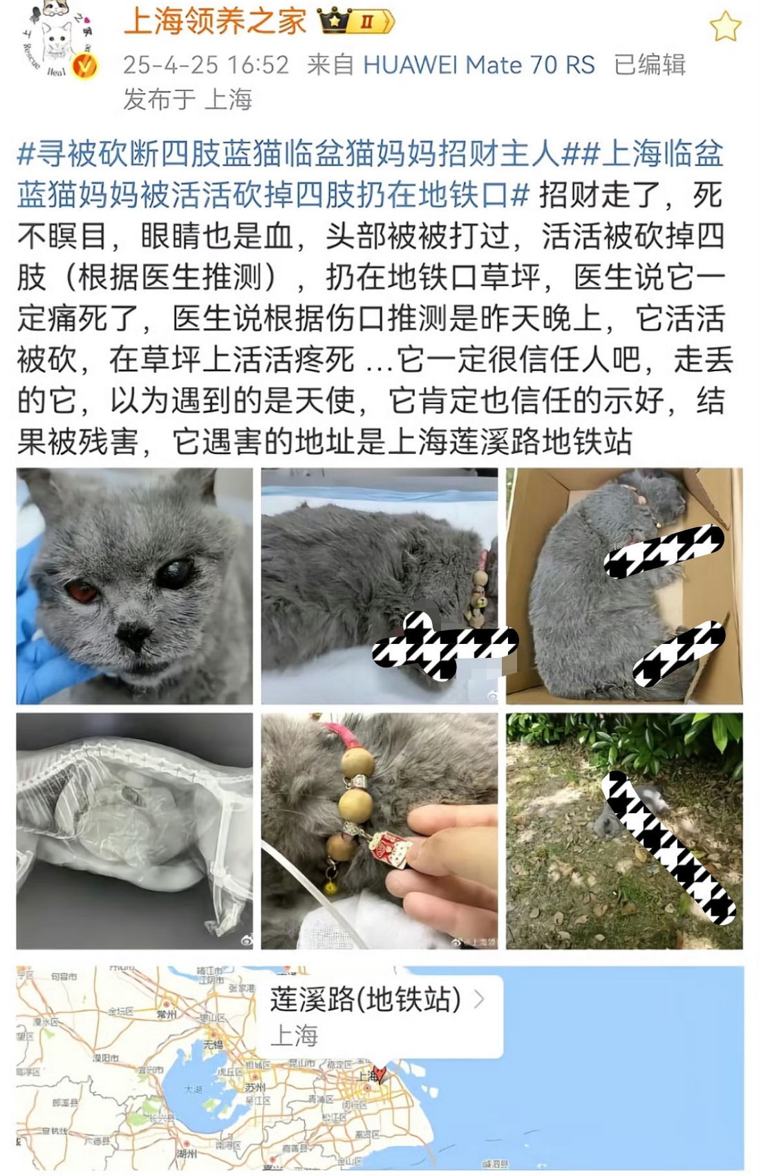 时事热点我来评 上海一只怀孕的蓝猫被砍断四肢扔在地铁口经过漫长