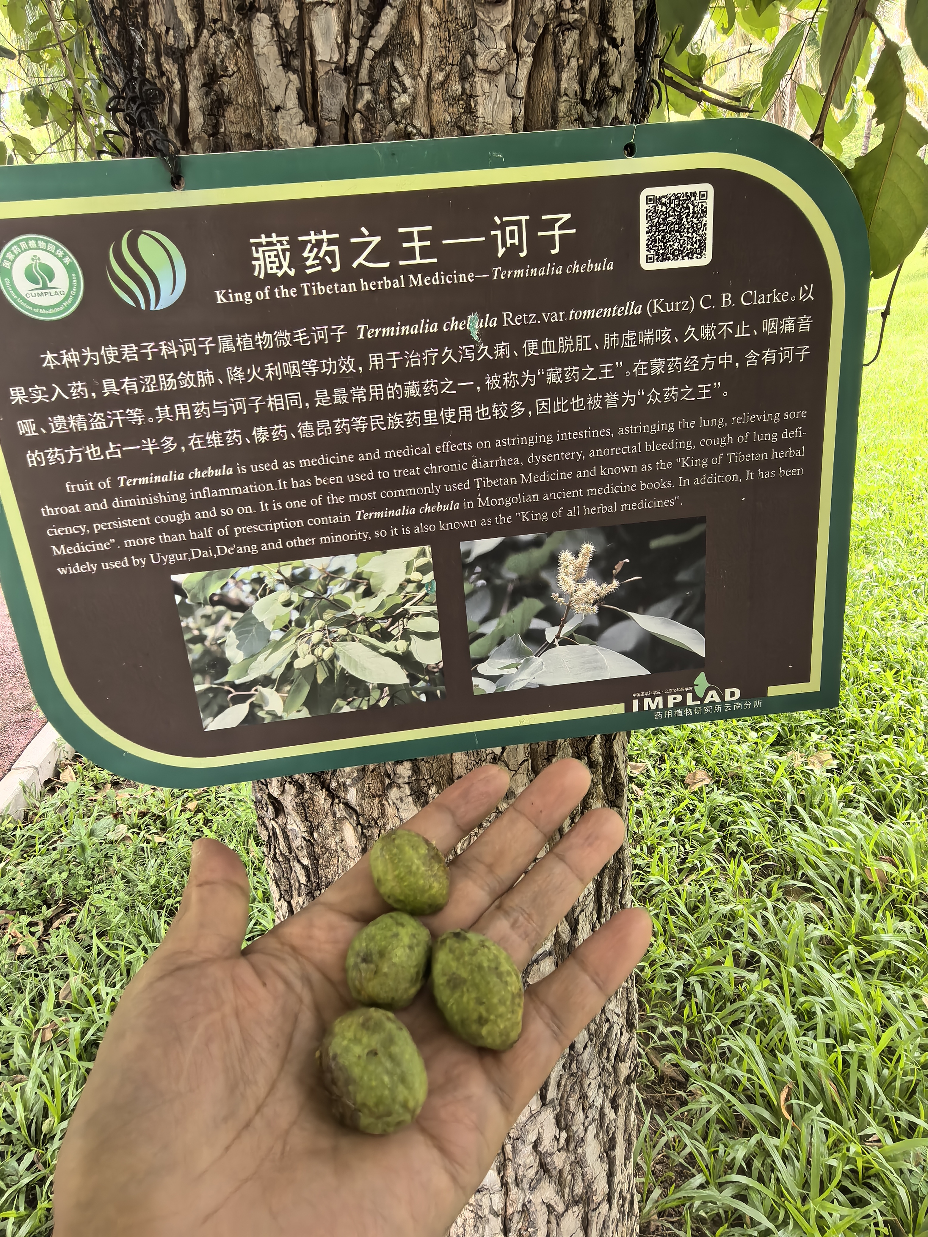 记录我的赏秋旅途# 在西双版纳偶遇藏药之王——诃子