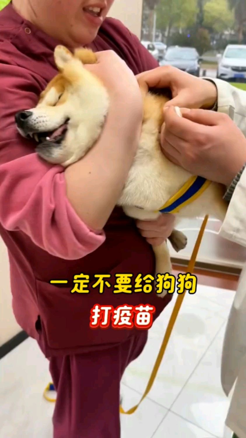 狗为什么打疫苗 狗为什么打疫苗