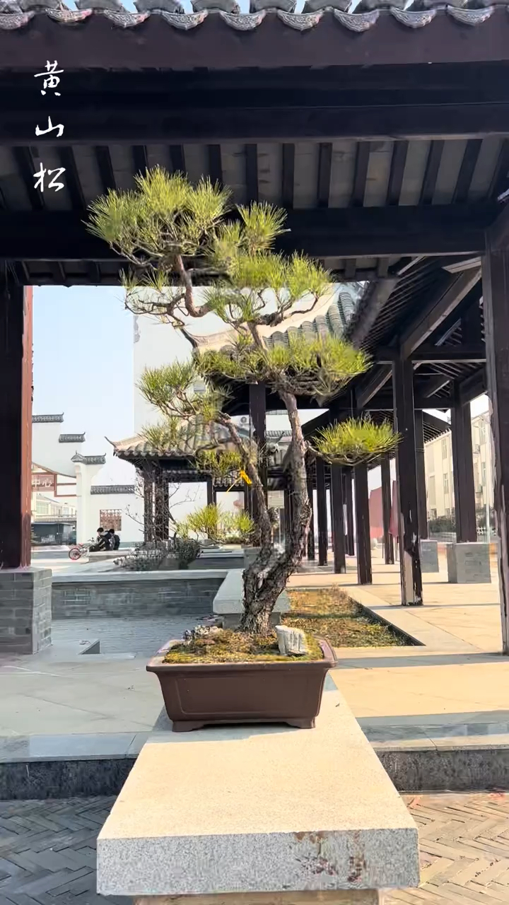 千年松 万年柏 分享适合庭院别墅摆放的四季常青盆景