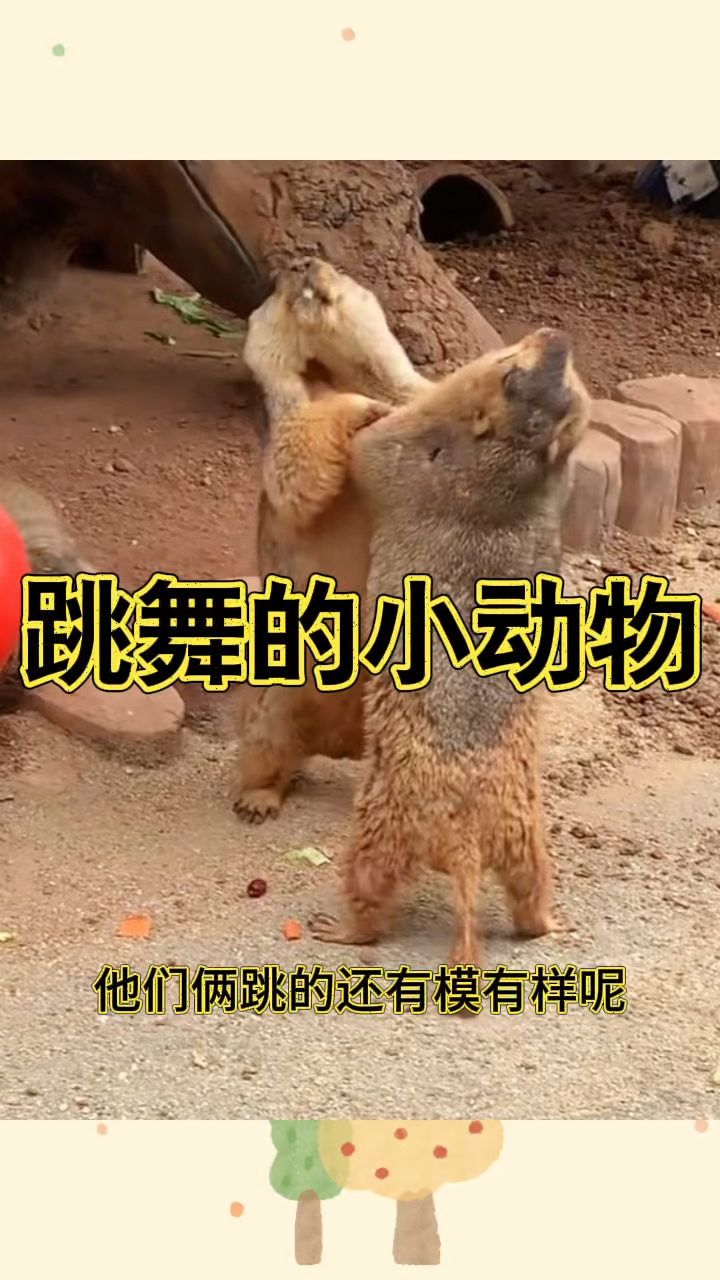 跳舞的小动物,配合的真默契,跳的有模有样
