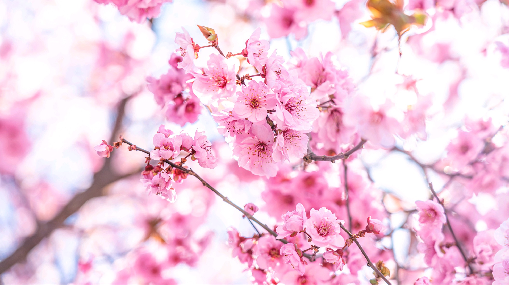 每一年的春天,人们都去赏樱花,都喜欢看花开的样子,而凋落在地下的